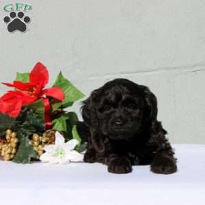 Nabith, Morkie-Poo Puppy